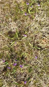小さな花